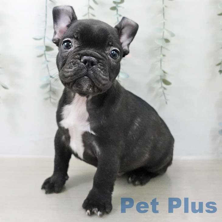 宮城県のフレンチブルドッグ (ペットプラス 名取店/2025年12月23日生まれ/男の子/ブリンドル)の子犬の2枚目の画像