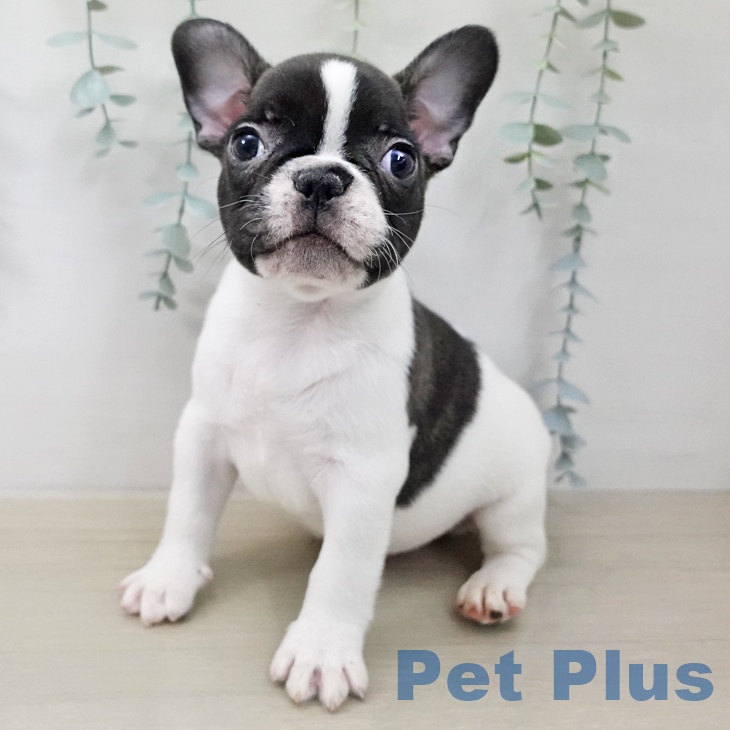 山形県のフレンチブルドッグ (ペットプラス 天童店/2025年12月23日生まれ/男の子/ホワイトブリンドル)の子犬の2枚目の画像