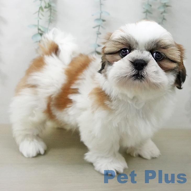 福島県のシーズー (ペットプラス 福島店/2025年12月23日生まれ/男の子/ホワイトゴールド)の子犬