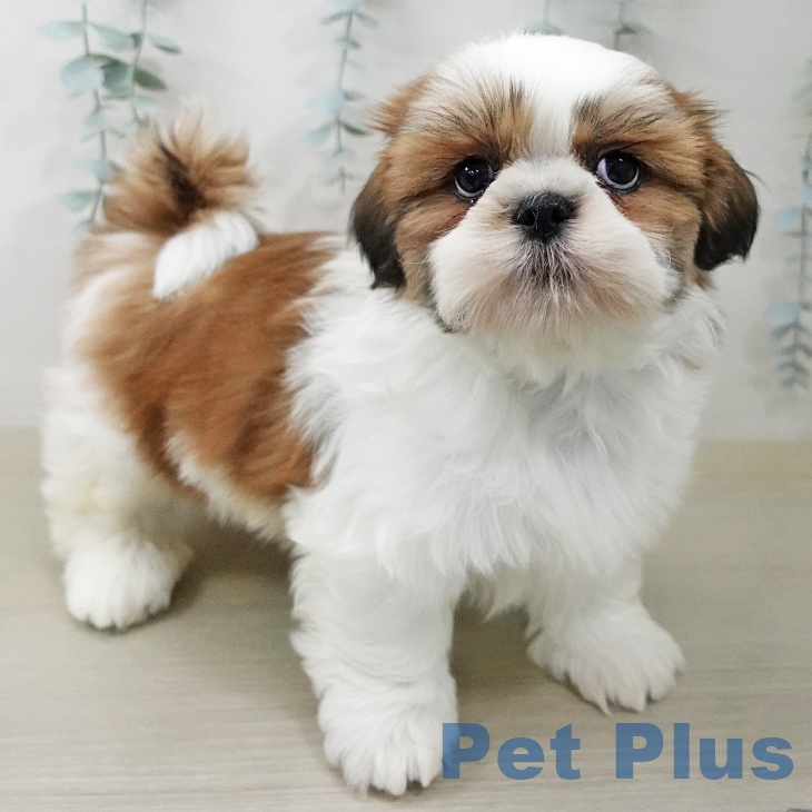 シー・ズーの写真2