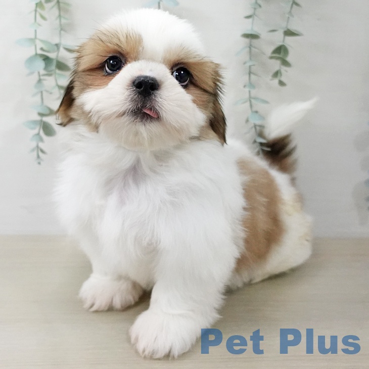 シー・ズーの写真2