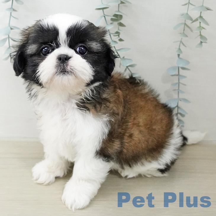 シー・ズーの写真2