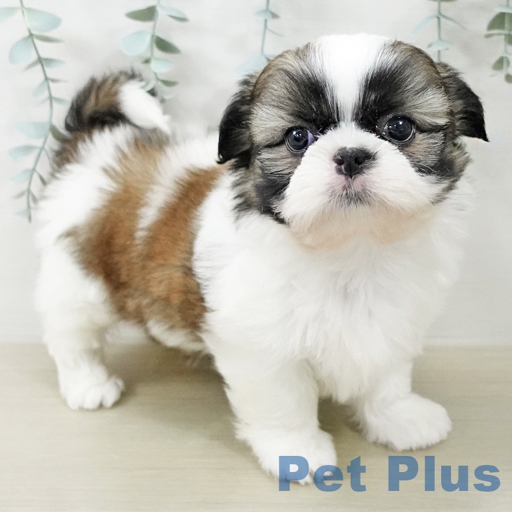 シー・ズーの写真2