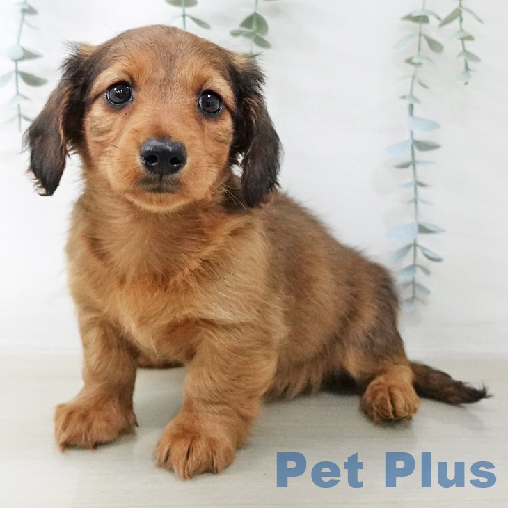 ミニチュア・ダックスフンド