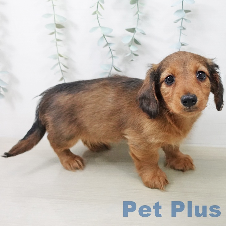 ミニチュア・ダックスフンドの写真2