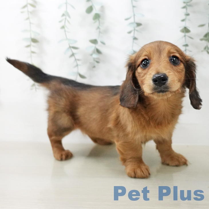 ミニチュア・ダックスフンド