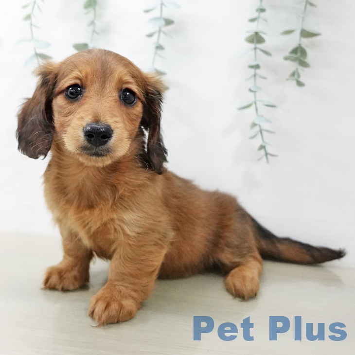 東京都のミニチュアダックスフンド(ロング) (ペットプラス 日の出店/2025年12月25日生まれ/女の子/レッド)の子犬の2枚目の画像