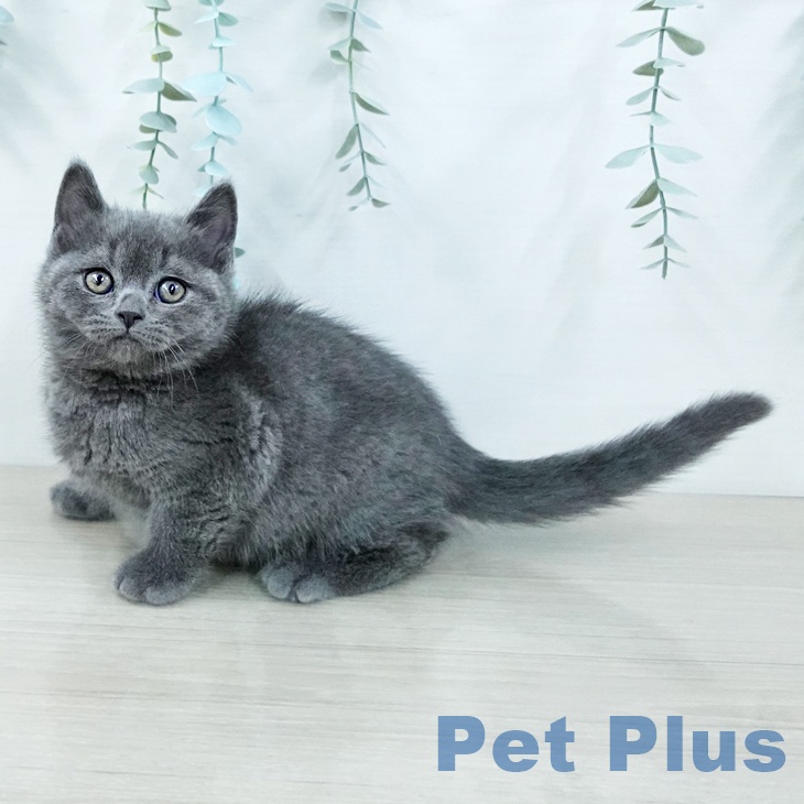 ブリティッシュショートヘアの写真2