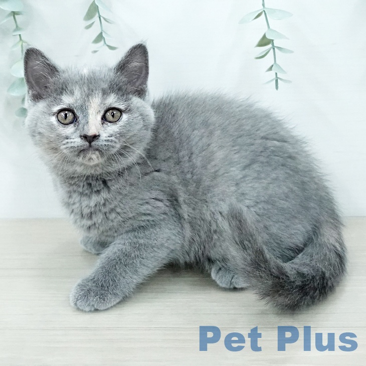 ブリティッシュショートヘアの写真2