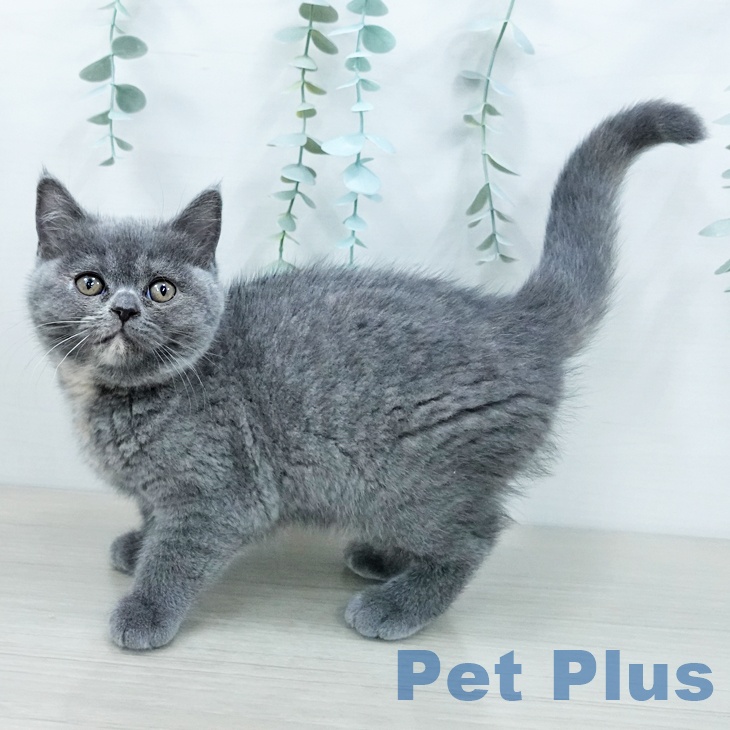 ブリティッシュショートヘアの写真2