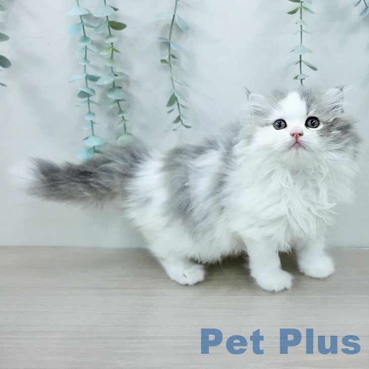 スコティッシュフォールドの写真2