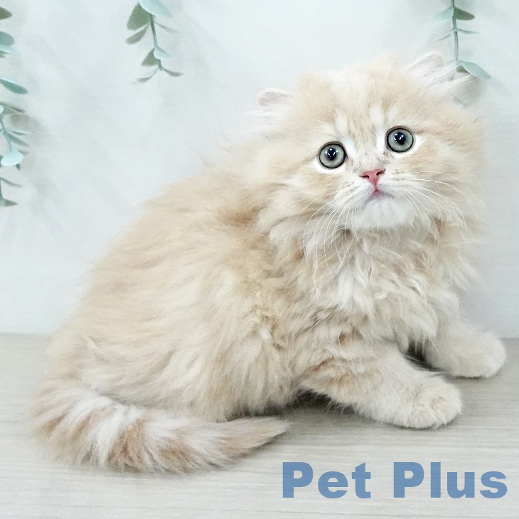 福島県のスコティッシュフォールド (ペットプラス 福島店/2025年12月24日生まれ/男の子/クリームタビー)の子猫