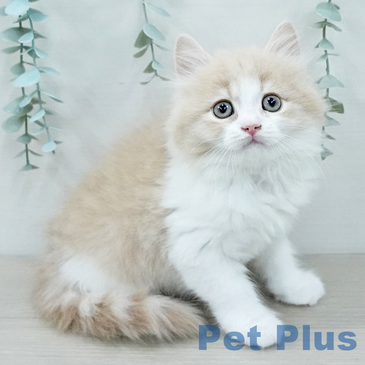 スコティッシュフォールド