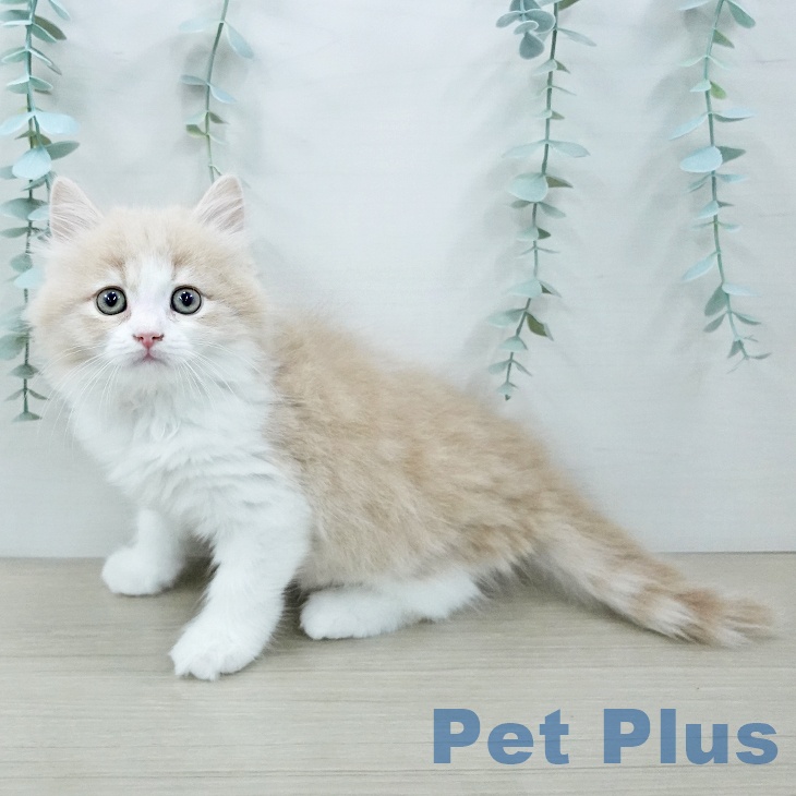 スコティッシュフォールドの写真2