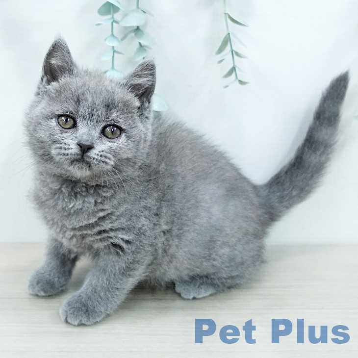 埼玉県のブリティッシュショートヘアー (ペットプラス 与野店/2025年12月16日生まれ/女の子/ブルー)の子猫の1枚目の画像
