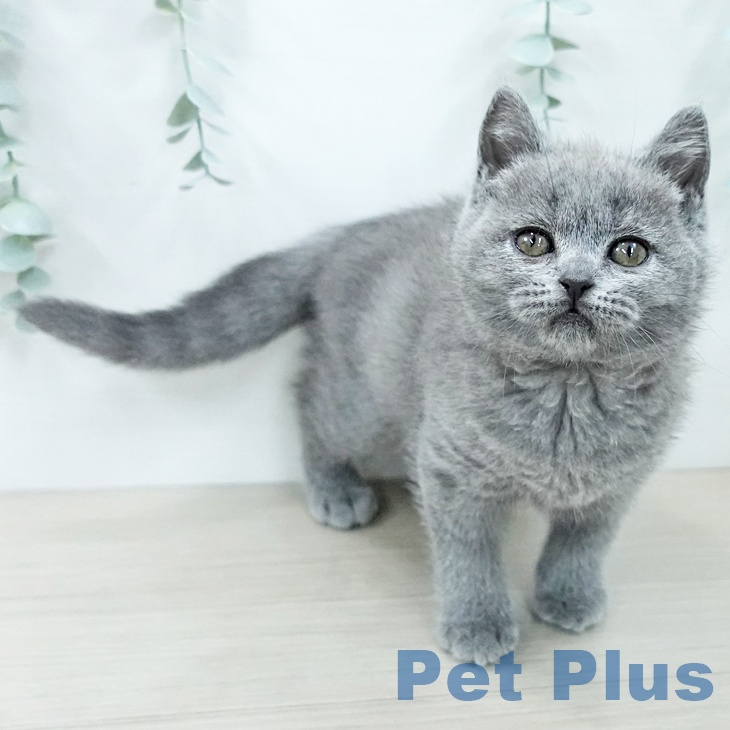 埼玉県のブリティッシュショートヘアー (ペットプラス 与野店/2025年12月16日生まれ/女の子/ブルー)の子猫の2枚目の画像