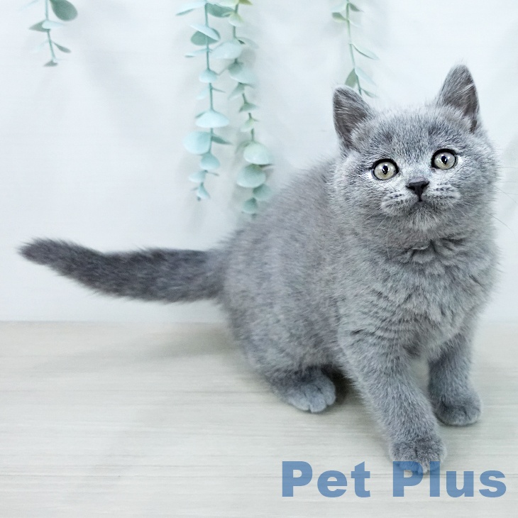 大阪府のブリティッシュショートヘアー (ペットプラス ららぽーと和泉店/2025年12月16日生まれ/女の子/ブルー)の子猫の1枚目の画像