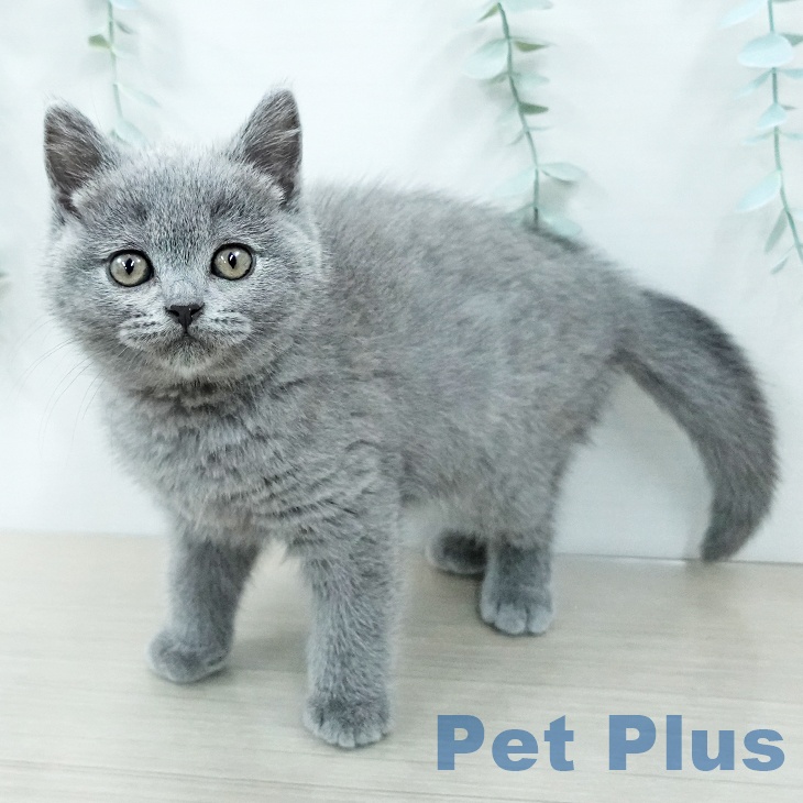大阪府のブリティッシュショートヘアー (ペットプラス ららぽーと和泉店/2025年12月16日生まれ/女の子/ブルー)の子猫の2枚目の画像