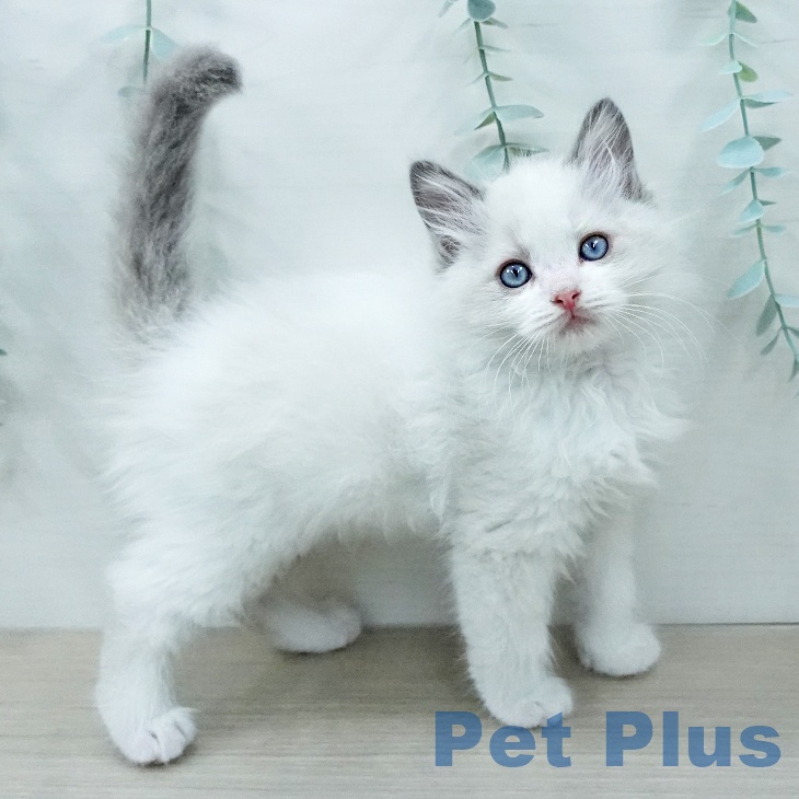 ラグドールの写真2