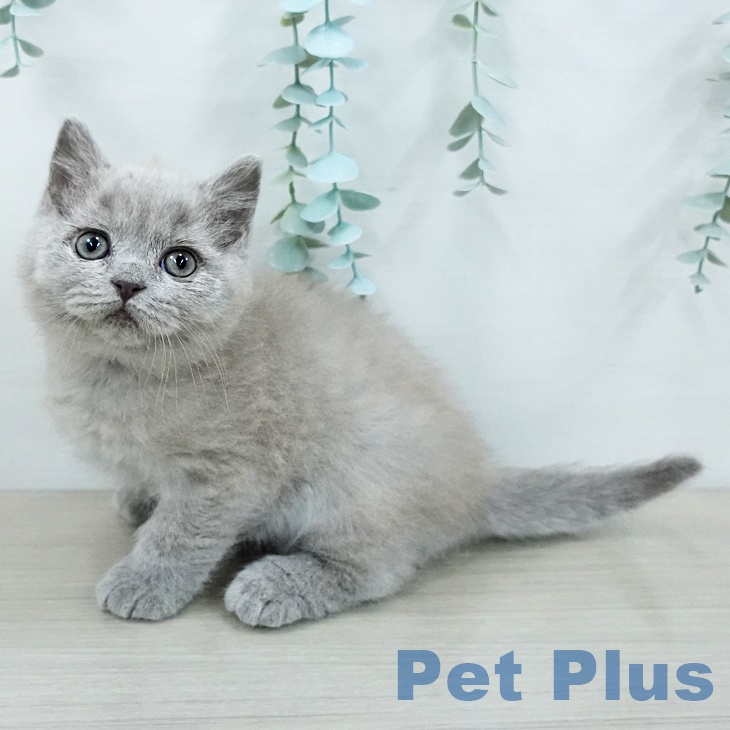 ブリティッシュショートヘアの写真2