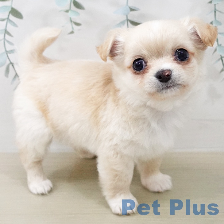 山梨県のチワワ(ロング) (ペットプラス 甲府昭和店/2025年12月19日生まれ/男の子/クリームホワイト)の子犬の2枚目の画像