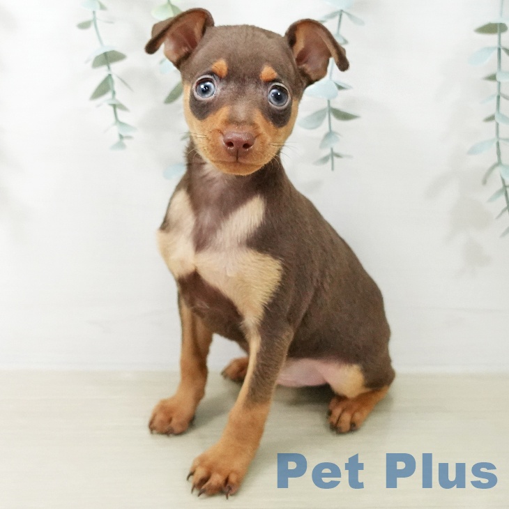 ミニチュア・ピンシャー