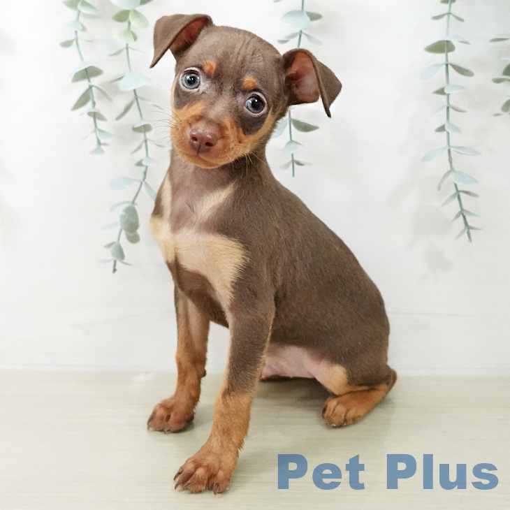 埼玉県のミニチュアピンシャー (ペットプラス コクーンシティ店/2025年12月25日生まれ/男の子/チョコレートタン)の子犬の1枚目の画像