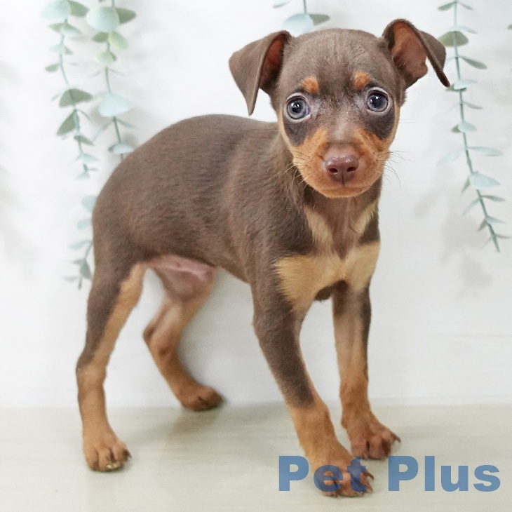 埼玉県のミニチュアピンシャー (ペットプラス コクーンシティ店/2025年12月25日生まれ/男の子/チョコレートタン)の子犬の2枚目の画像