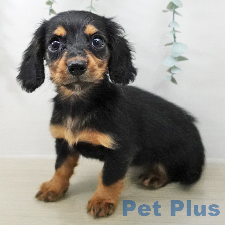 ミニチュア・ダックスフンド