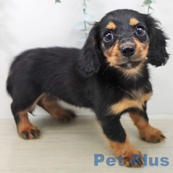 ミニチュア・ダックスフンド