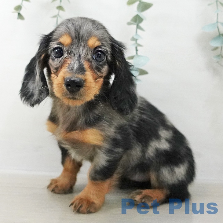 ミニチュア・ダックスフンド