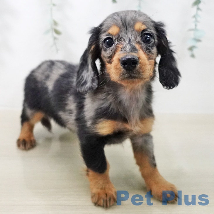 ミニチュア・ダックスフンドの写真2