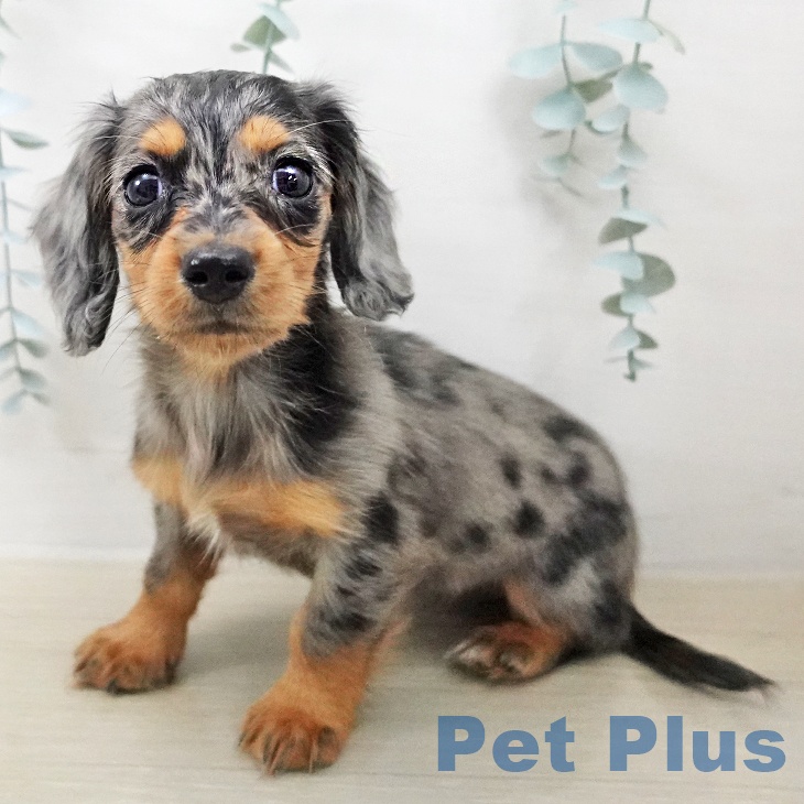 ミニチュア・ダックスフンドの写真2