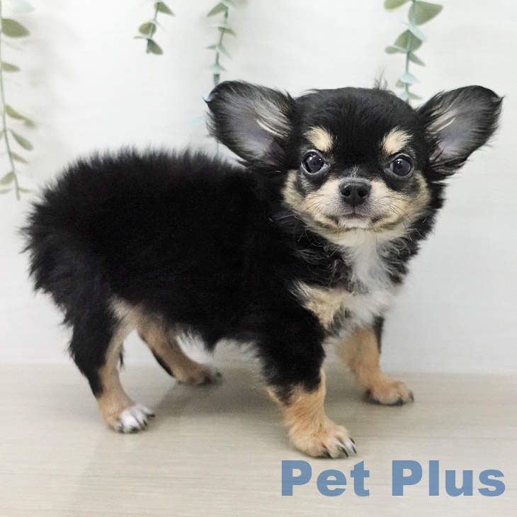 東京都のチワワ(ロング) (ペットプラス 日の出店/2025年12月11日生まれ/男の子/ブラックタンホワイト)の子犬の1枚目の画像