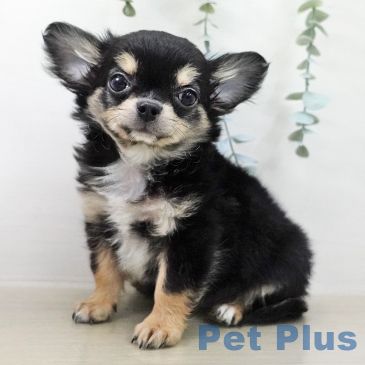 東京都のチワワ(ロング) (ペットプラス 日の出店/2025年12月11日生まれ/男の子/ブラックタンホワイト)の子犬の2枚目の画像