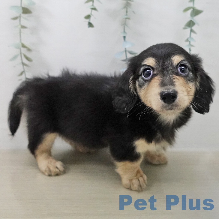 東京都のミニチュアダックスフンド(ロング) (ペットプラス むさし村山店/2025年12月27日生まれ/男の子/ブラックイエロー)の子犬の1枚目の画像