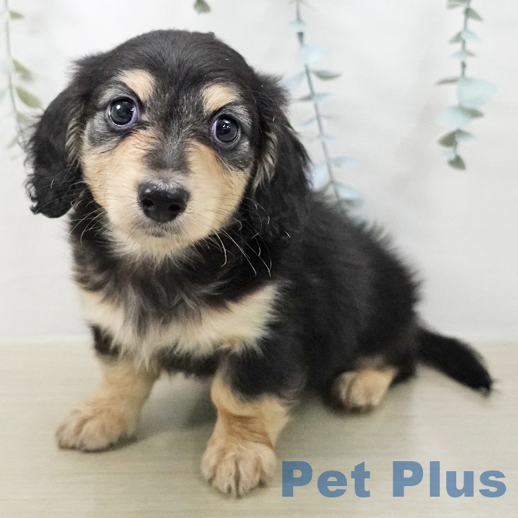 東京都のミニチュアダックスフンド(ロング) (ペットプラス むさし村山店/2025年12月27日生まれ/男の子/ブラックイエロー)の子犬の2枚目の画像