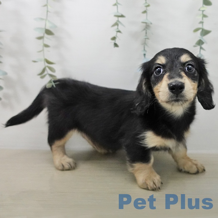 神奈川県のミニチュアダックスフンド(ロング) (ペットプラス 天王町店/2025年12月27日生まれ/男の子/ブラックイエロー)の子犬の2枚目の画像