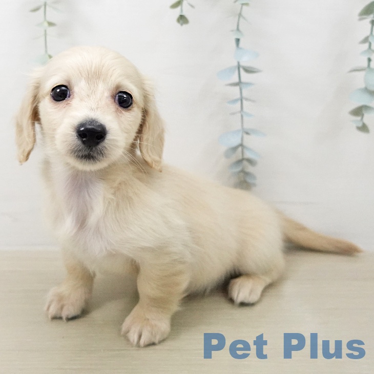 ミニチュア・ダックスフンド