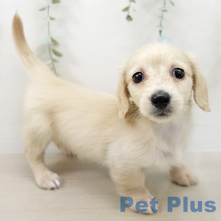 ミニチュア・ダックスフンドの写真2