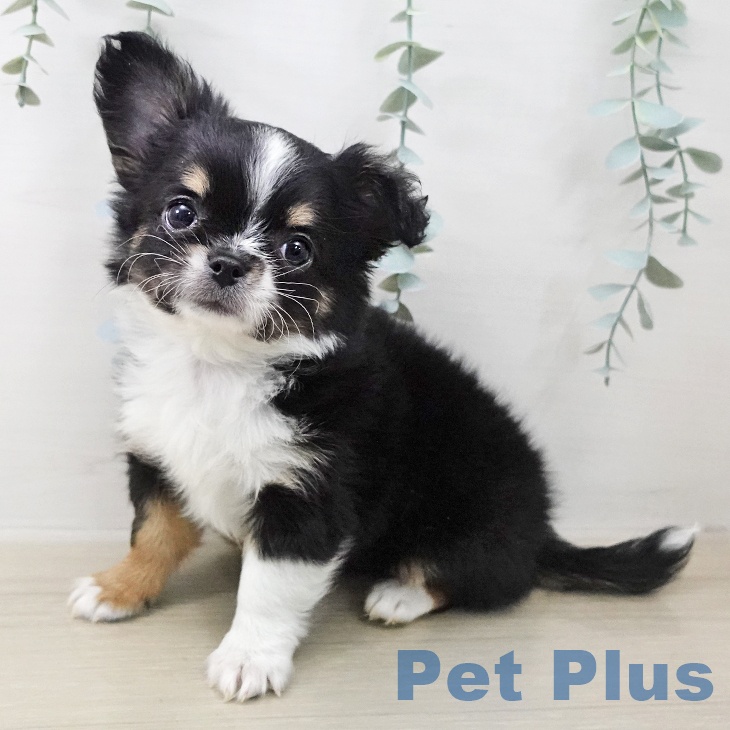 神奈川県のチワワ(ロング) (ペットプラス 湘南平塚店/2025年12月27日生まれ/男の子/ブラックタンホワイト)の子犬の1枚目の画像