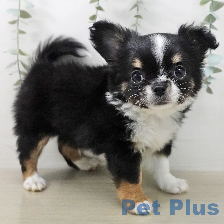 神奈川県のチワワ(ロング) (ペットプラス 湘南平塚店/2025年12月27日生まれ/男の子/ブラックタンホワイト)の子犬の2枚目の画像