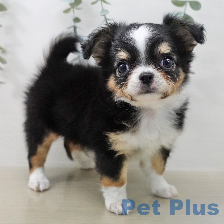 東京都のチワワ(ロング) (ペットプラス 東久留米店/2025年12月27日生まれ/女の子/ブラックタンホワイト)の子犬の1枚目の画像