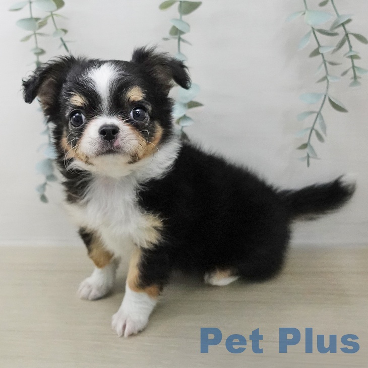 東京都のチワワ(ロング) (ペットプラス 東久留米店/2025年12月27日生まれ/女の子/ブラックタンホワイト)の子犬の2枚目の画像