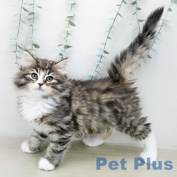 ノルウェージャンフォレストキャット