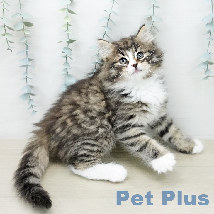 ノルウェージャンフォレストキャットの写真2