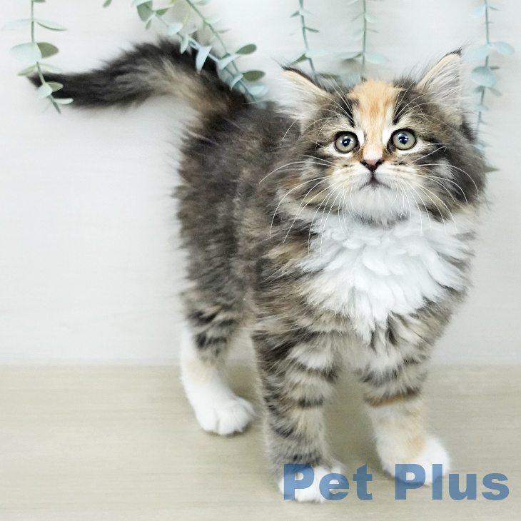 ノルウェージャンフォレストキャットの写真2