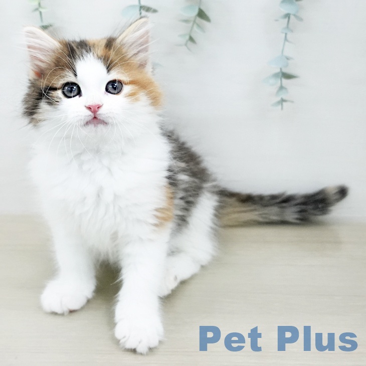 ノルウェージャンフォレストキャット