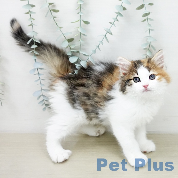 ノルウェージャンフォレストキャットの写真2