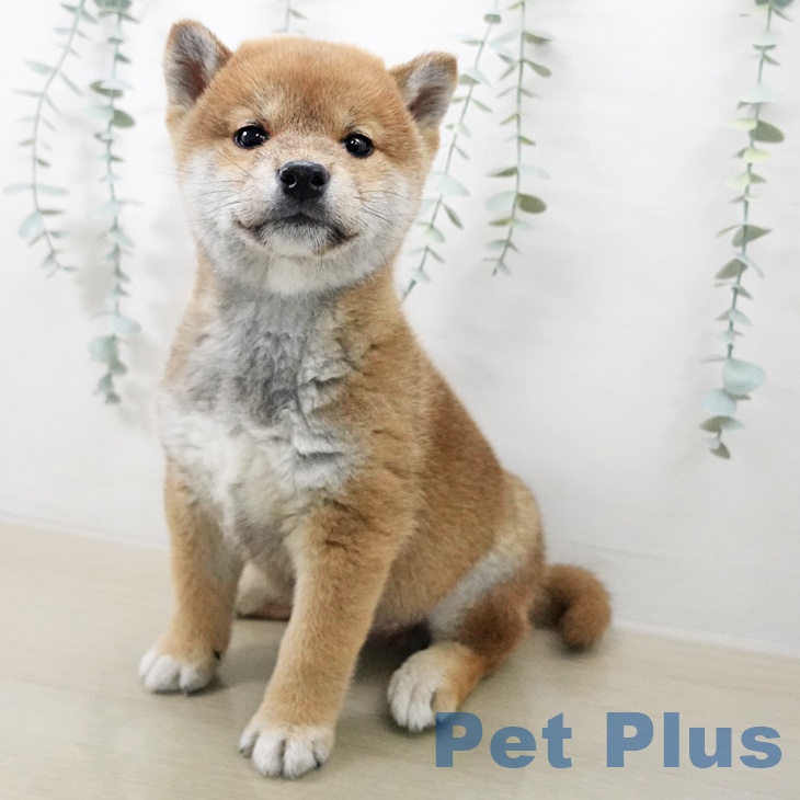 福島県の柴犬(標準サイズ) (ペットプラス 福島店/2025年12月27日生まれ/男の子/赤)の子犬